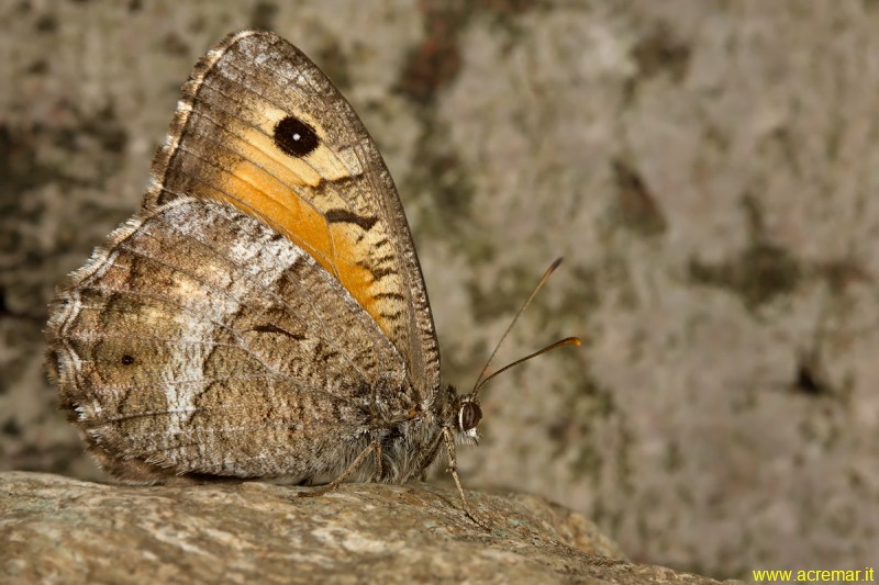 Hipparchia semele? - Arethusana arethusa